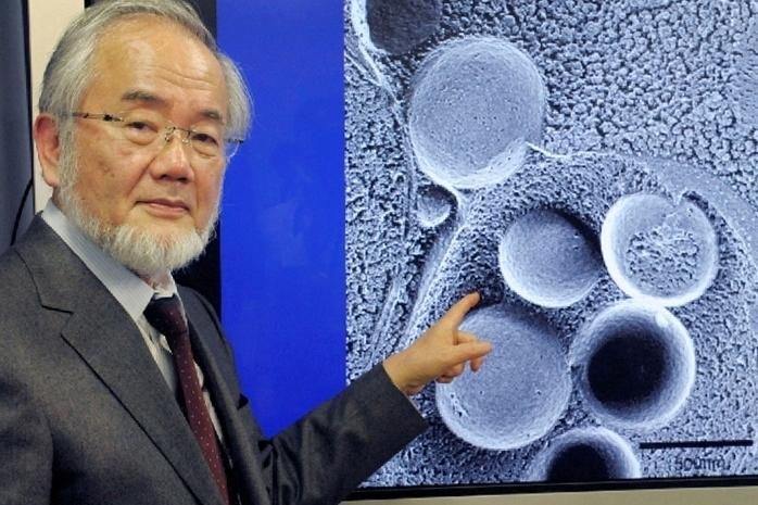 Японец Есинори Осуми стал лауреатом Нобелевской премии по медицине