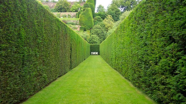 Бизнес идея: посадка живой изгороди