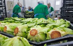 «Белая Дача» создаст совместные предприятия в Египте, Тунисе и Иране