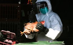 Власти предупредили о вероятном появлении в России опасного штамма гриппа