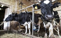 РФПИ привлек компанию из Израиля к инвестициям в молочный бизнес в России