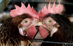 Приведет ли вспышка птичьего гриппа в Подмосковье к дефициту курятины