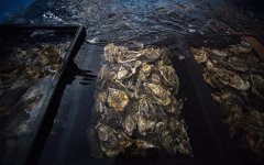 «Ведомости» назвали владельца устричной фермы рядом с «дворцом Путина»