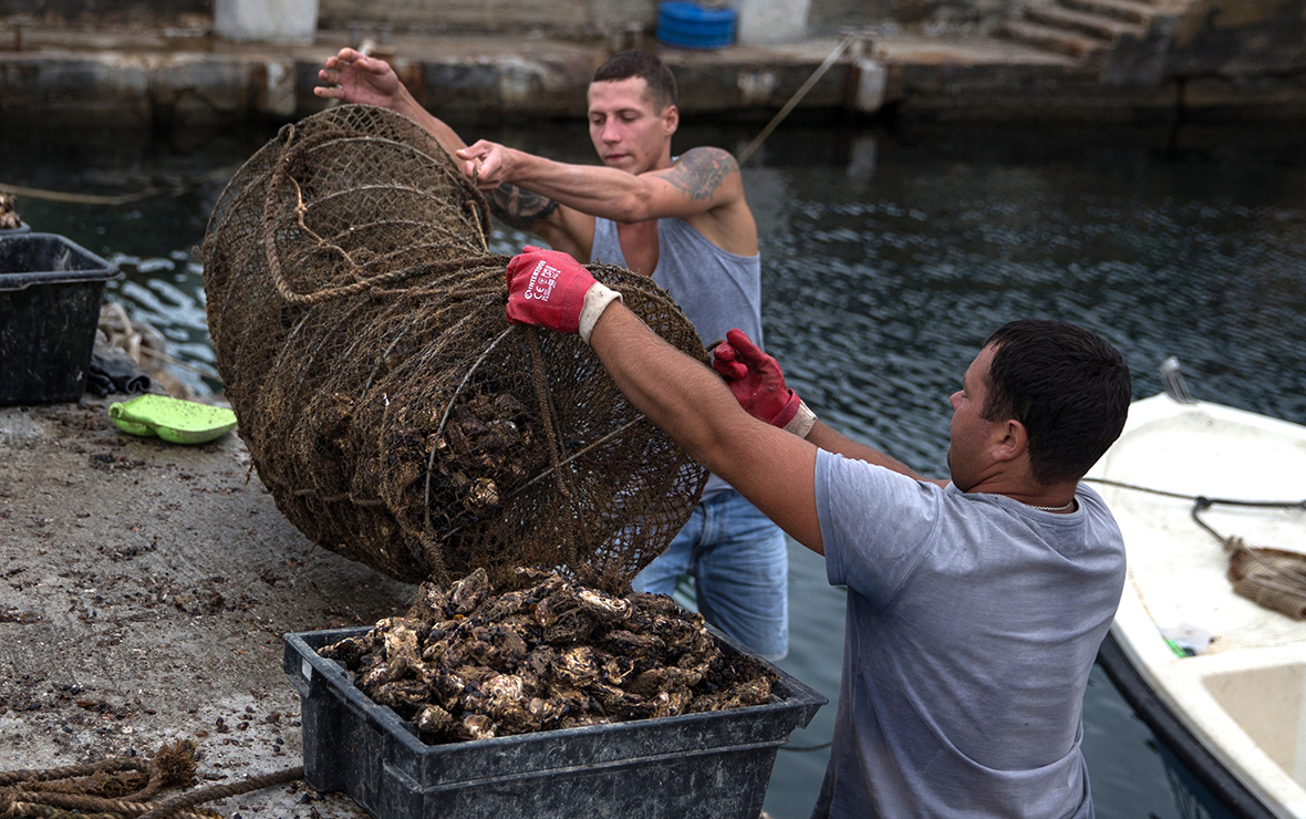 Экспорт российских омаров и устриц вырос более чем на половину