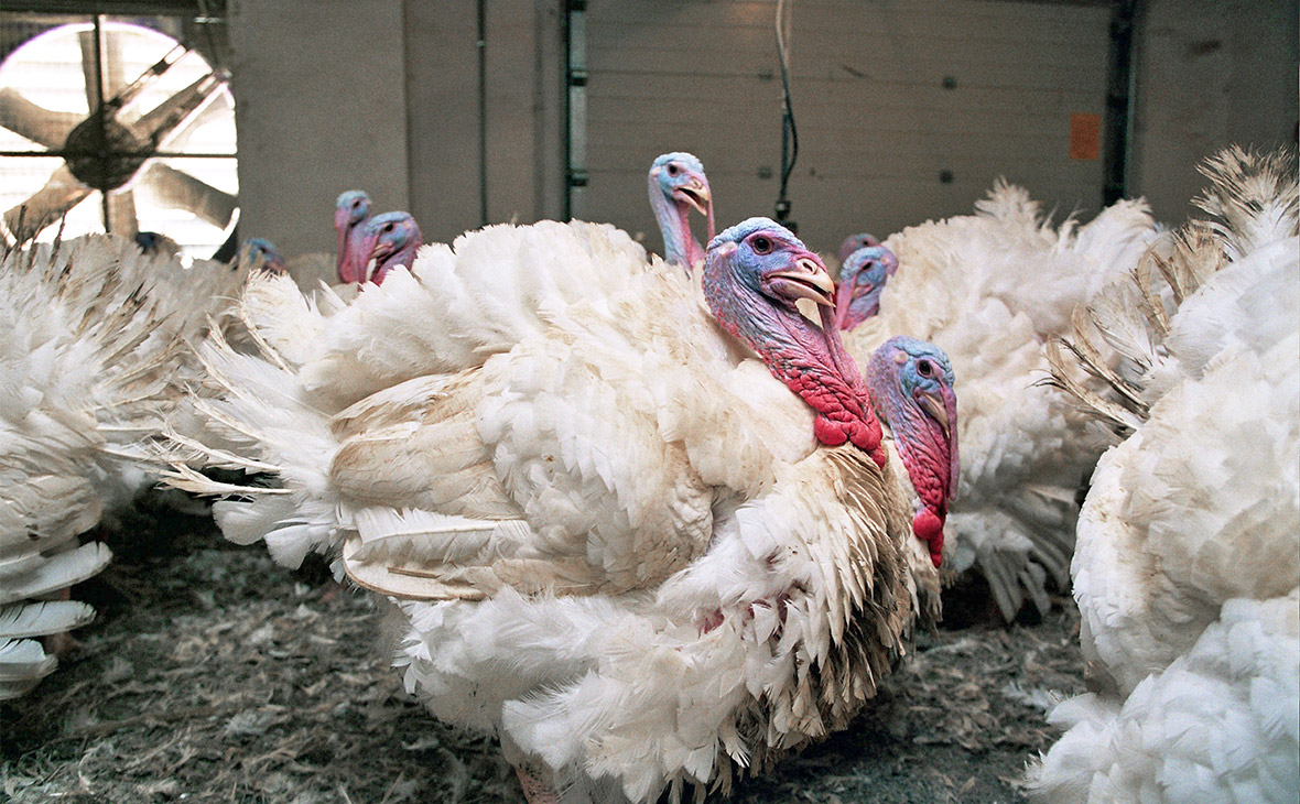 Один из крупнейших производителей индейки сократил поголовье в 15 раз